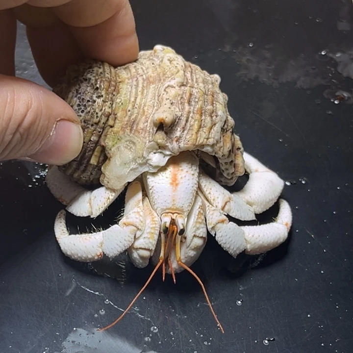 闪16瓷白毛球2.8口径