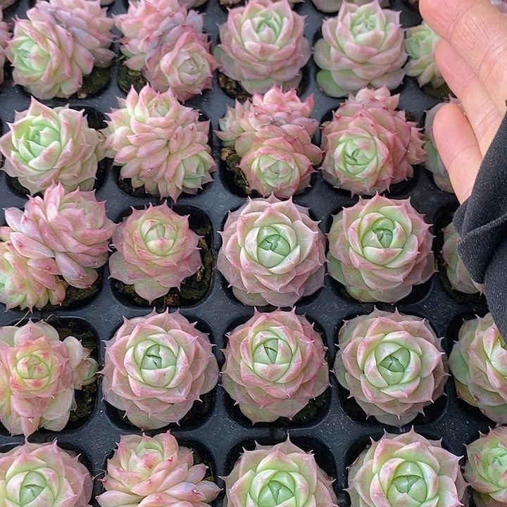 73-74 多肉植物盆栽花卉植物
