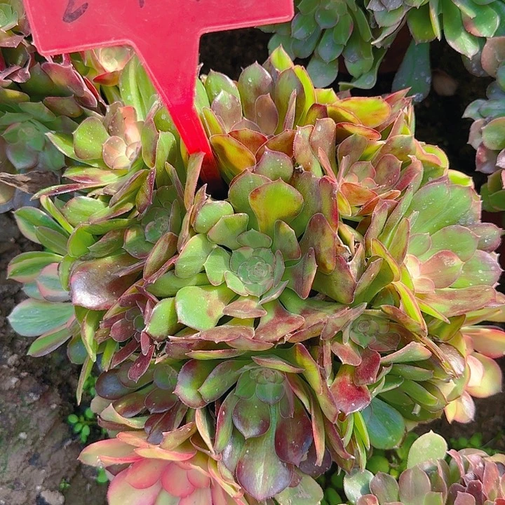 2-195荔枝多肉法师