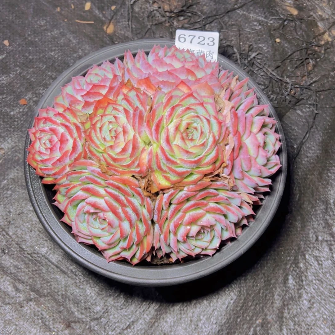 伊***陈侧影6723多肉植物