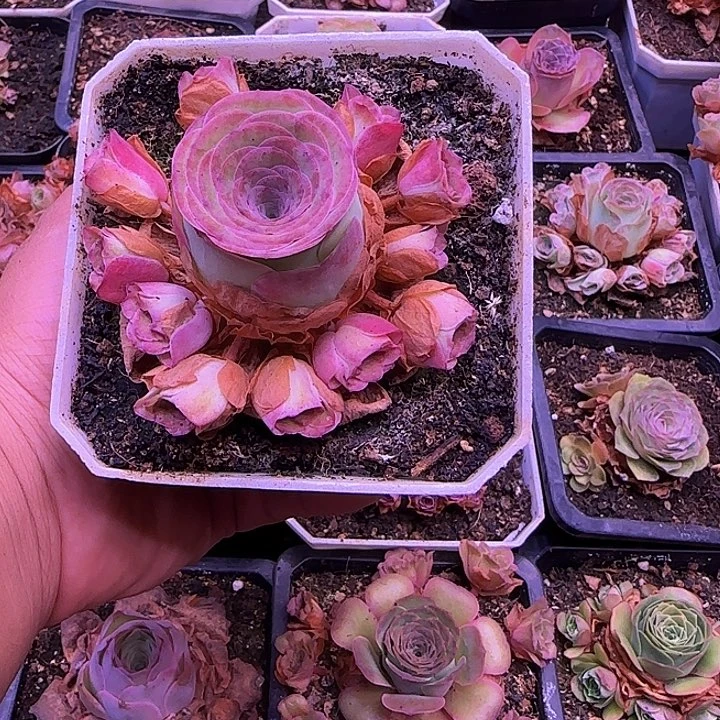 繁星捧花113437576783