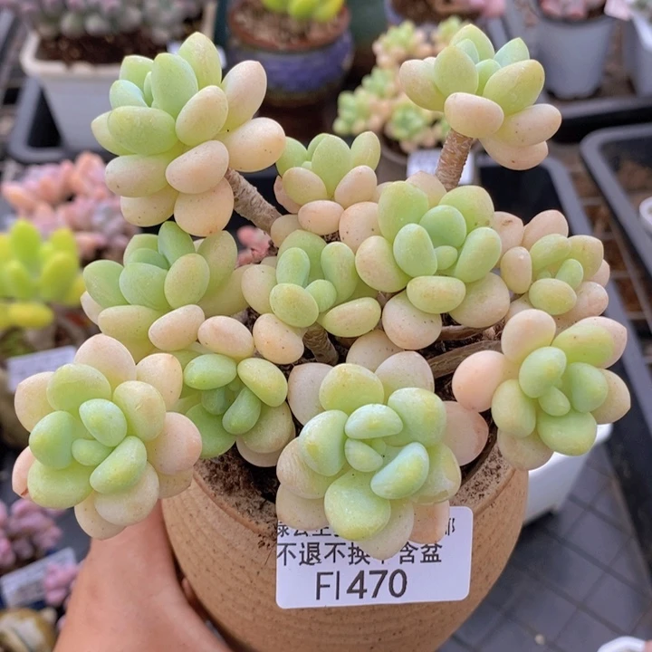 白奶糖老桩10cm470多肉植物
