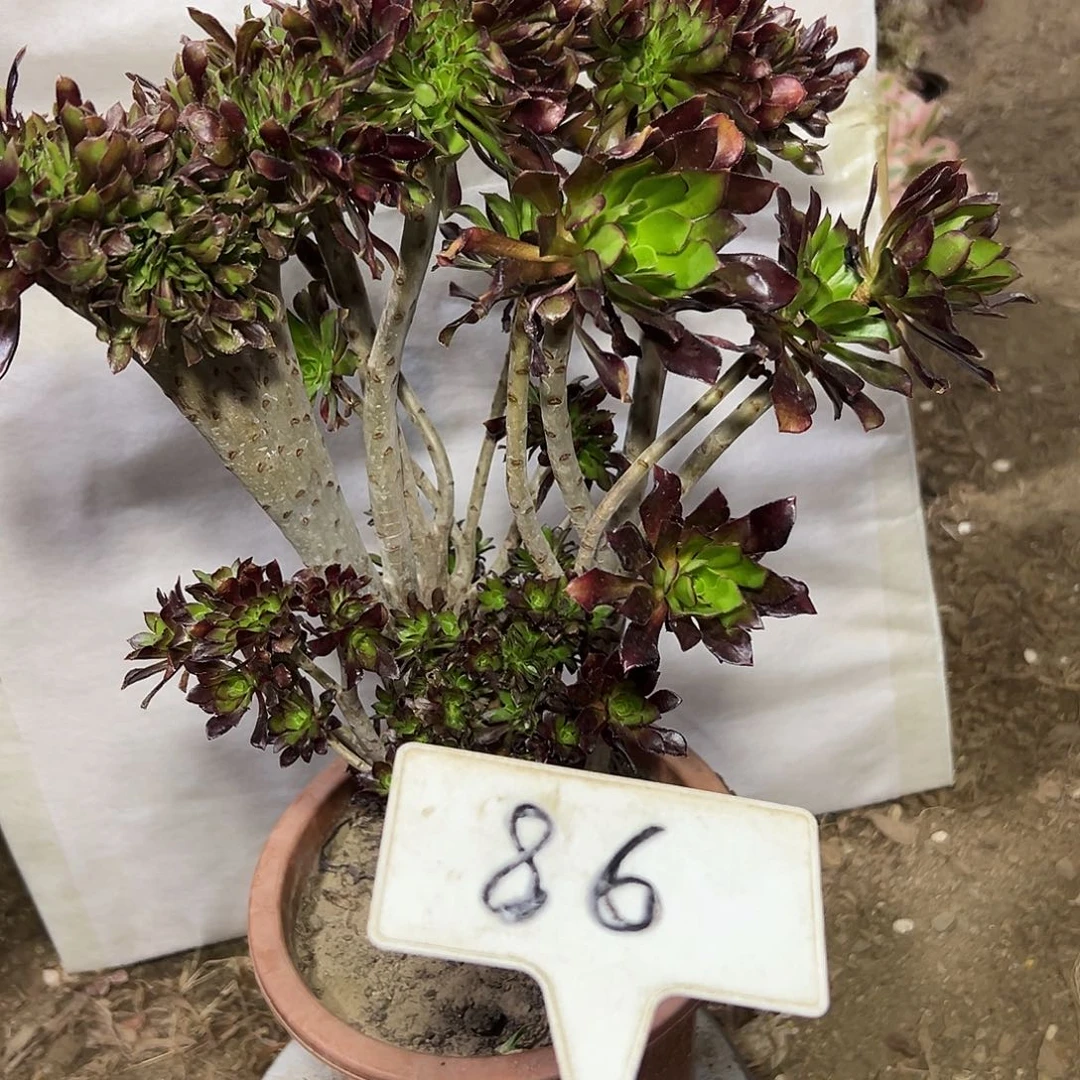 多肉植物黑法师缀花86