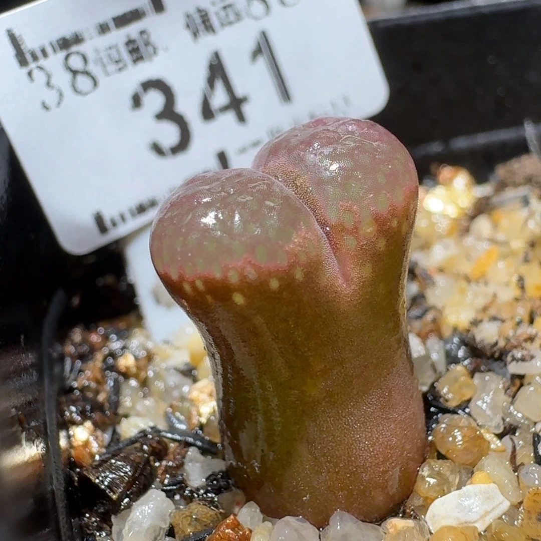 Sss精品便宜清了341