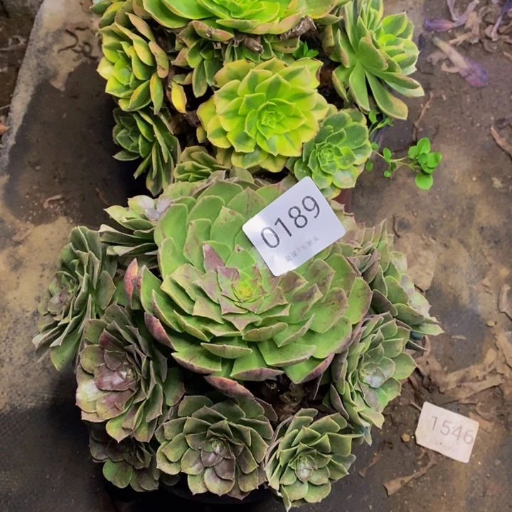 两盆多肉断头不包0189