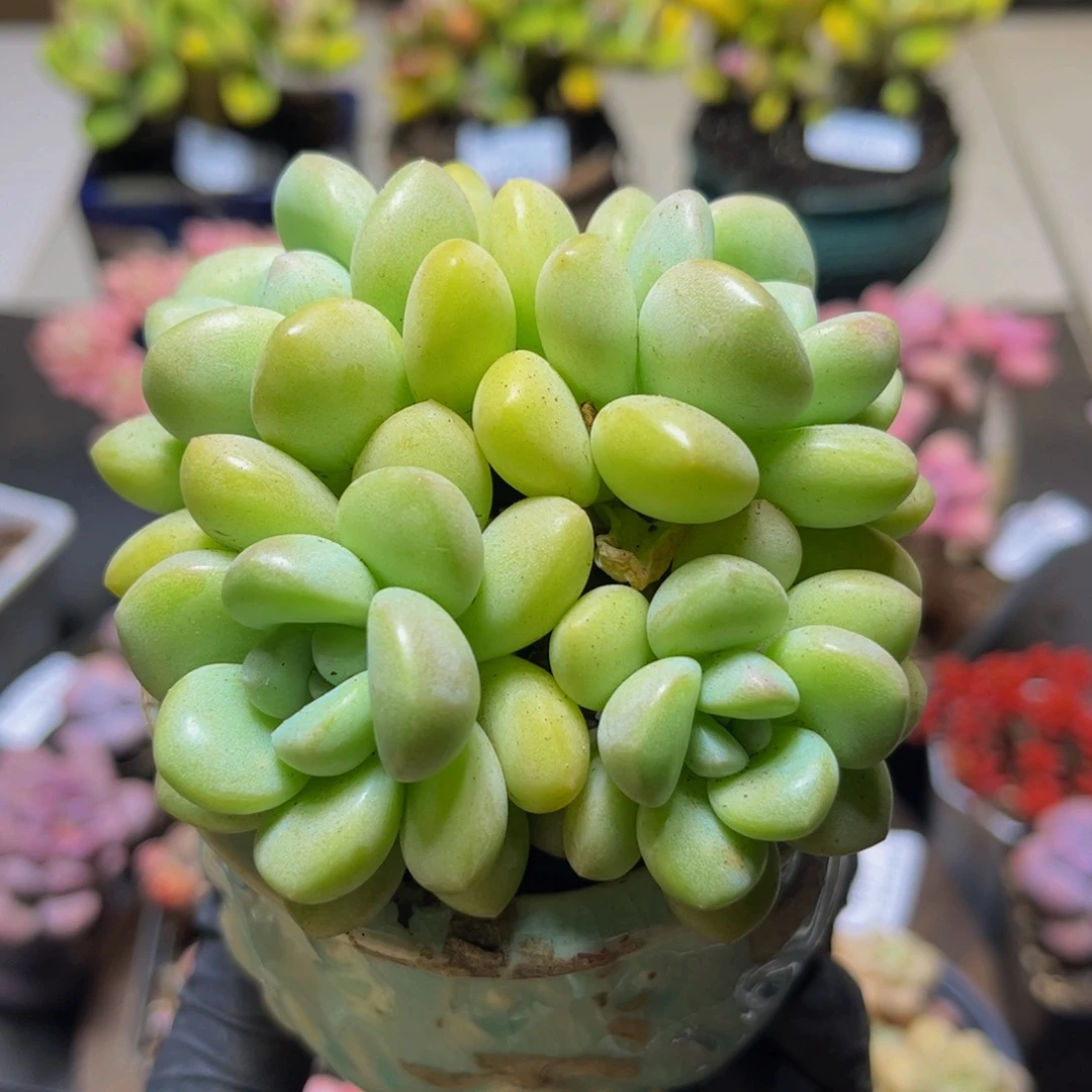 494泡泡糖8厘米多肉