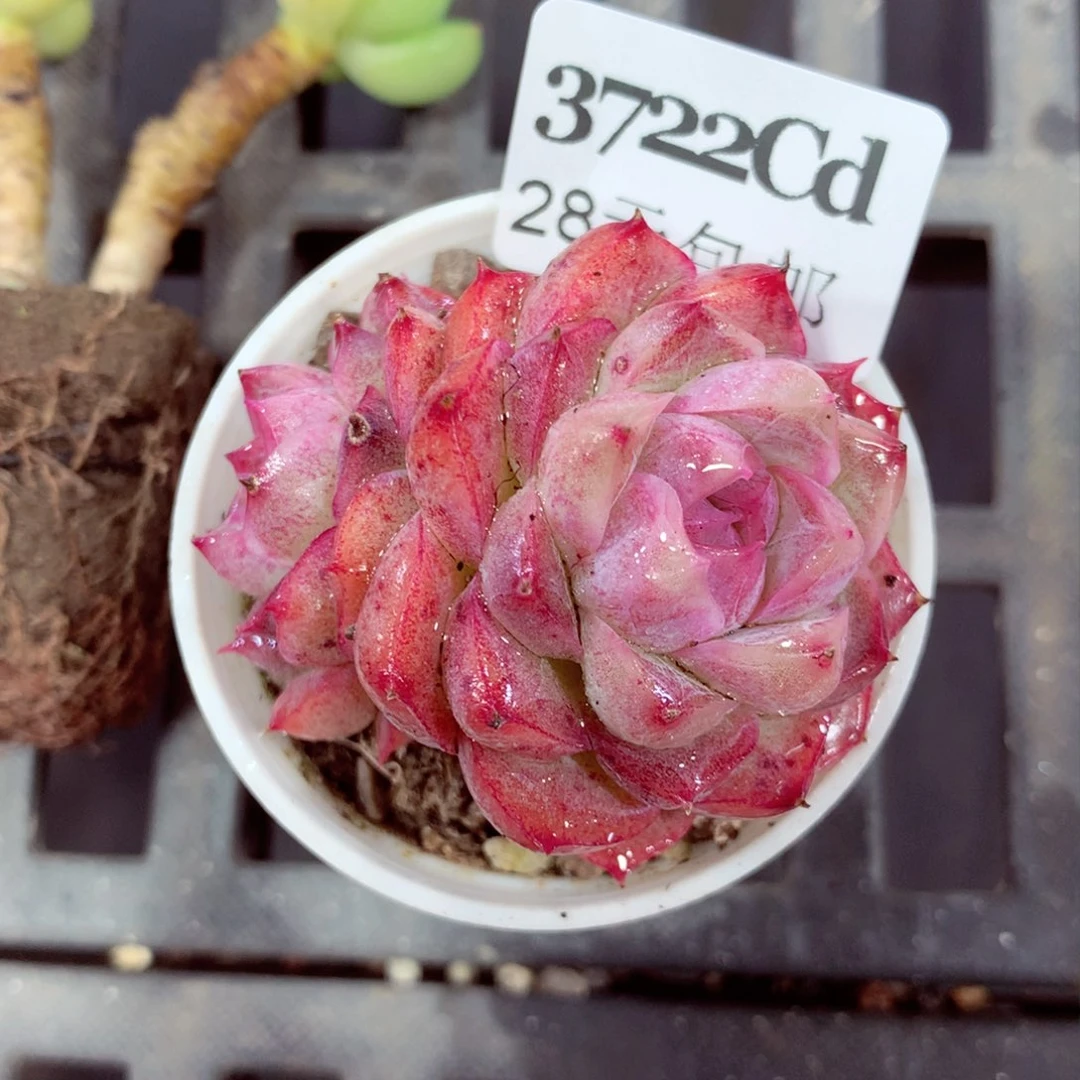 5厘米盆精控多肉3722