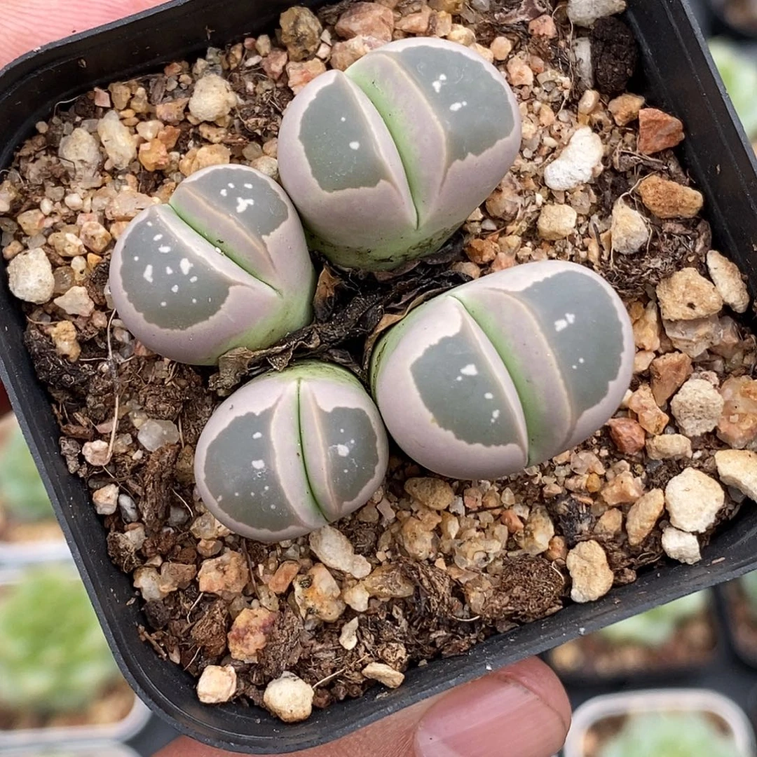 生石花30包邮非偏远