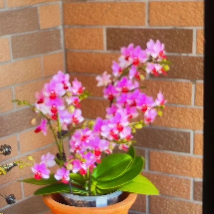 当前无花栽培后可以开花贝瑞王子3.0