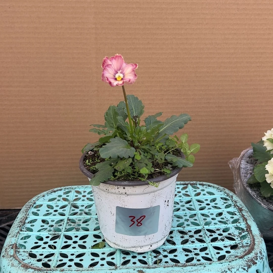 【闪购商品】完全开放038号