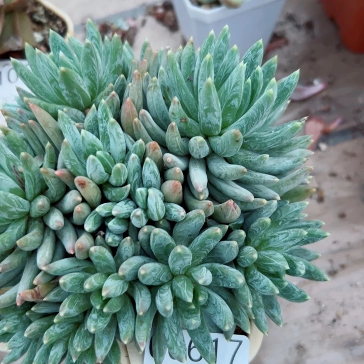 幸运的是我还没遇到你呢