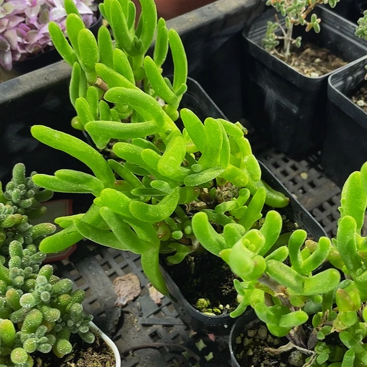 兔子枝干带盆土发