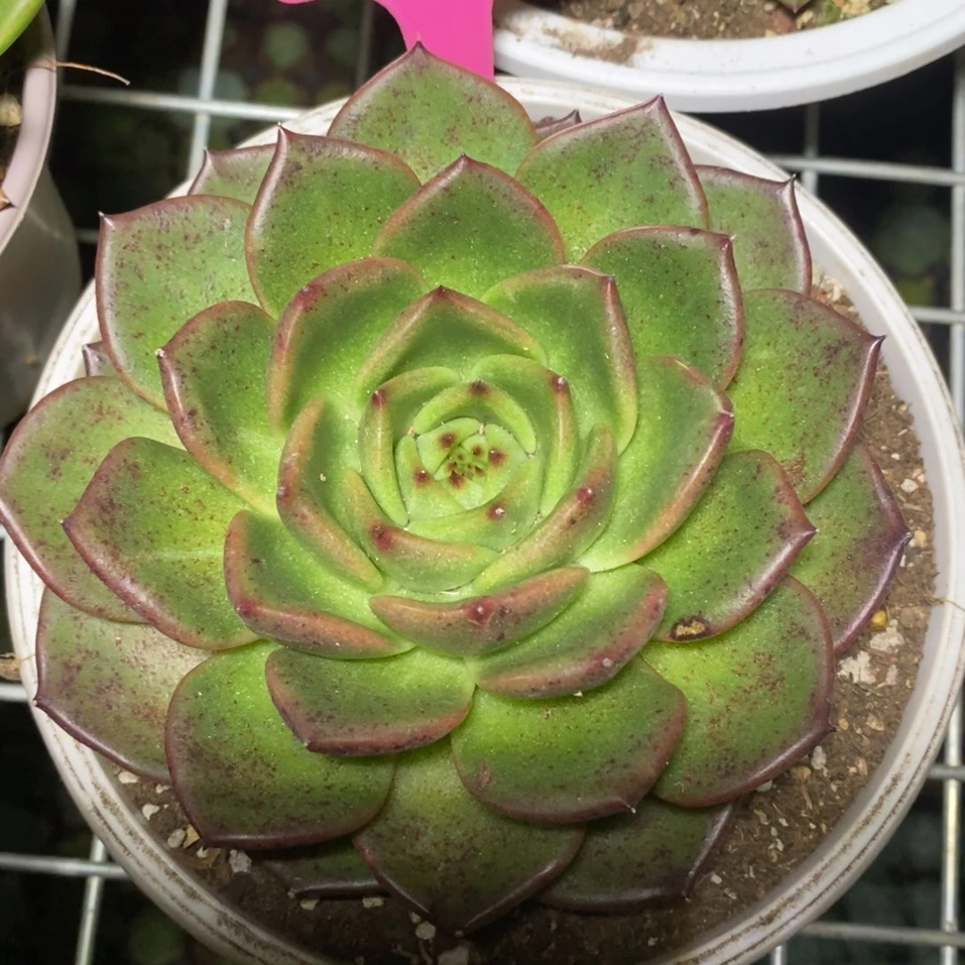 x024-多肉植物 东云