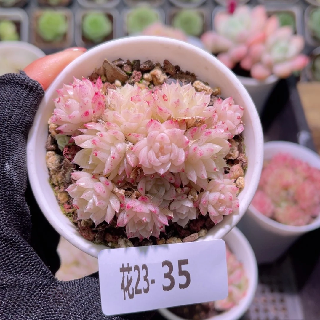 花23-35麦秆群生