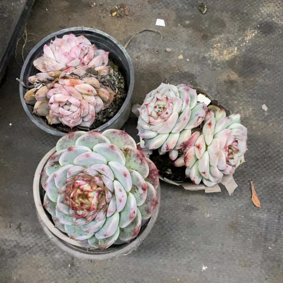 天鹅绒单头起发三盆， 90杯