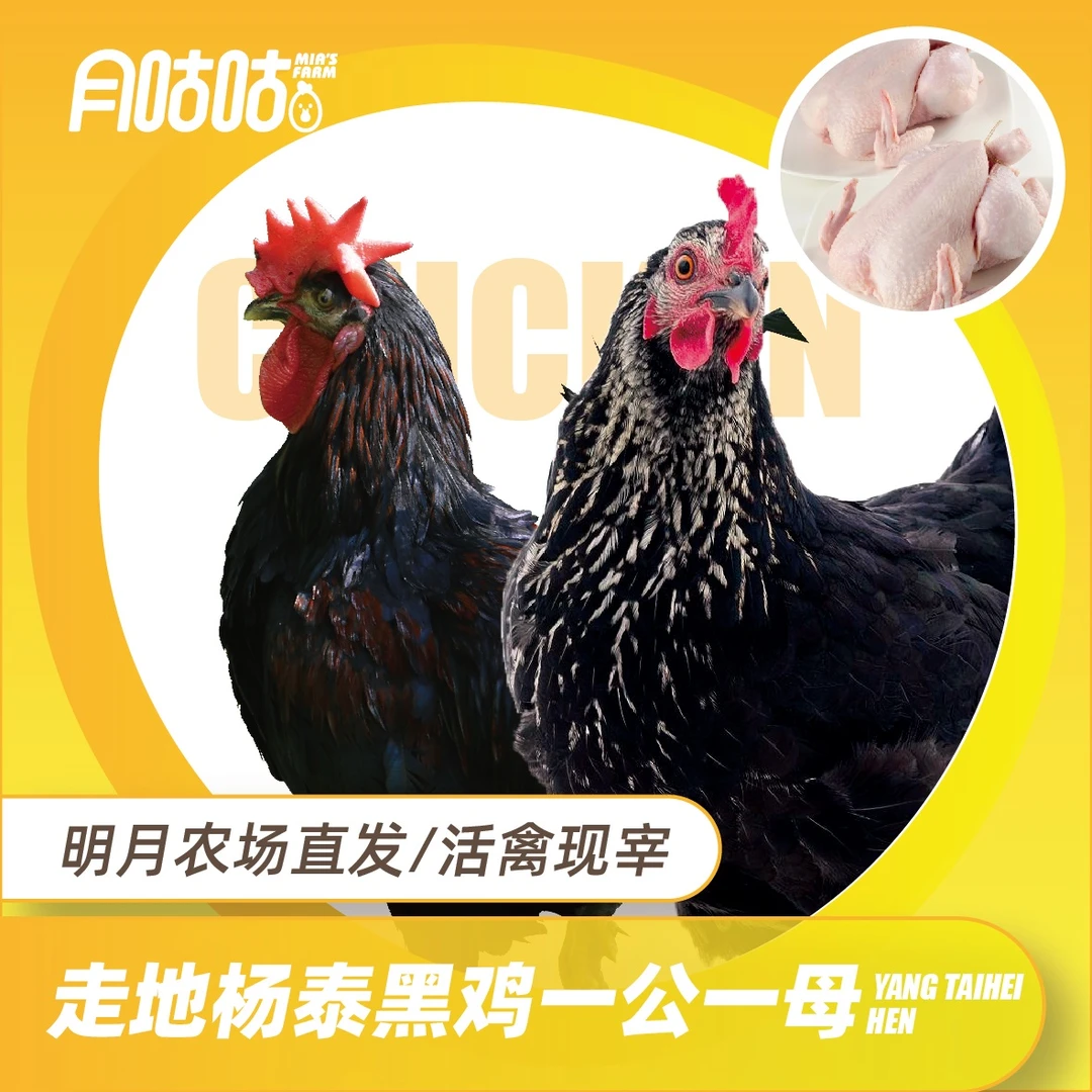 散养600天杨泰黑鸡【一公一母两只装】