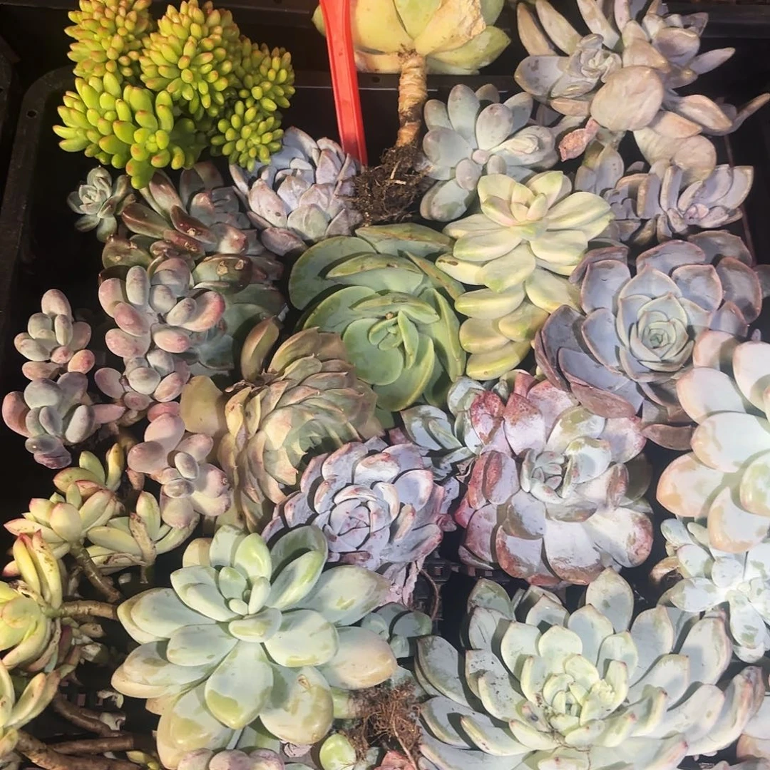 多肉植物空拍零四四号