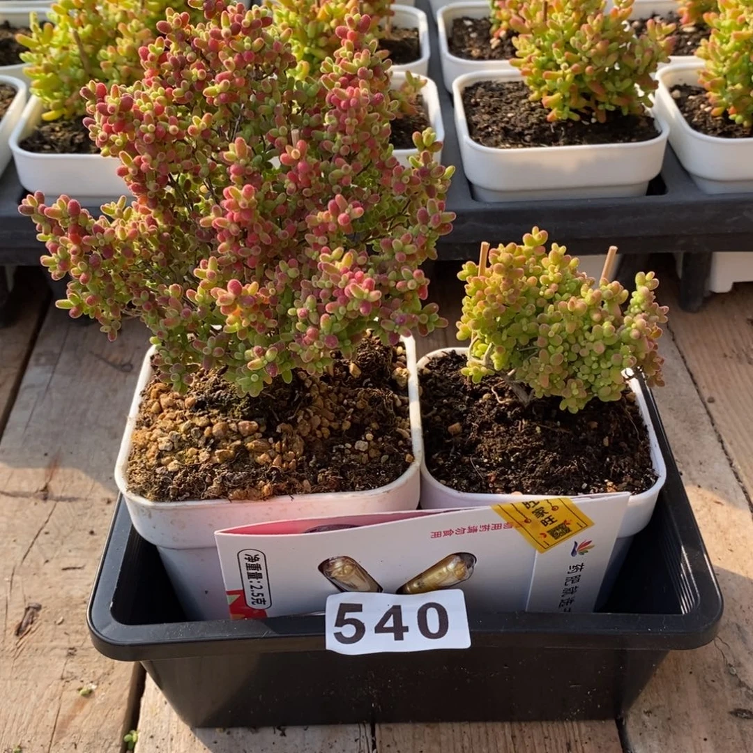 枝干番杏多肉植物540