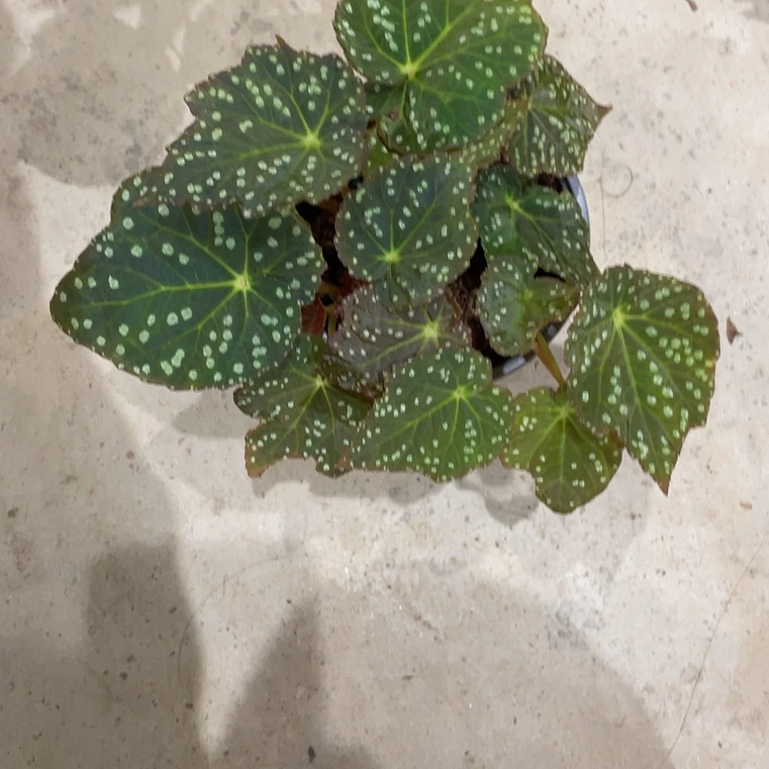 无花朵枫叶星空秋海棠
