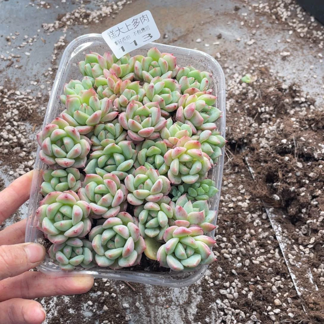 纪*糕大上多肉植物113