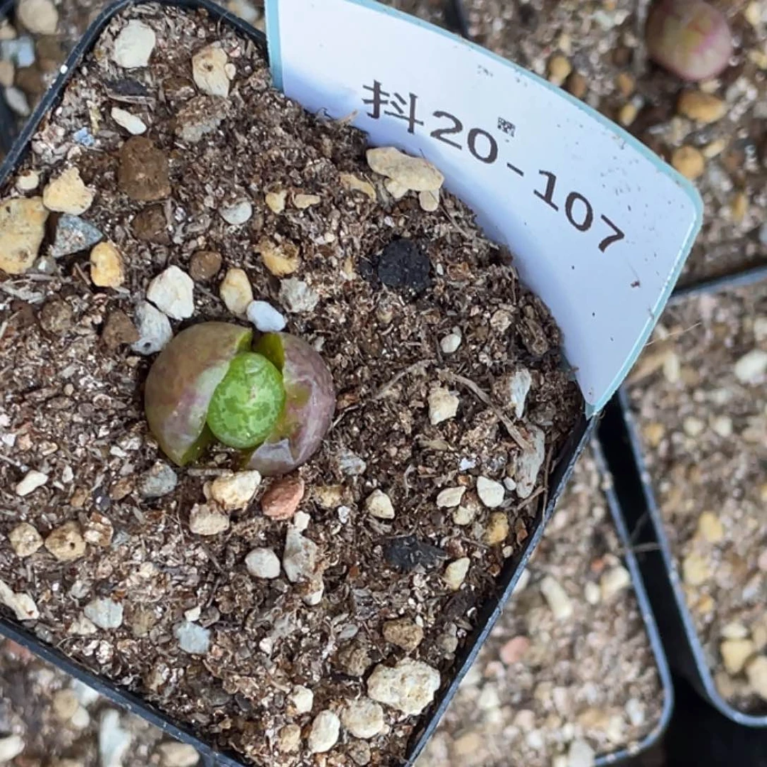 阿**妤20-107肉锥多肉植物