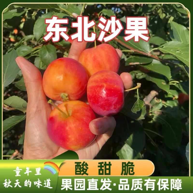 东北沙果特产黄太平海棠果沙果红海棠新鲜应季孕妇水果酸甜包邮