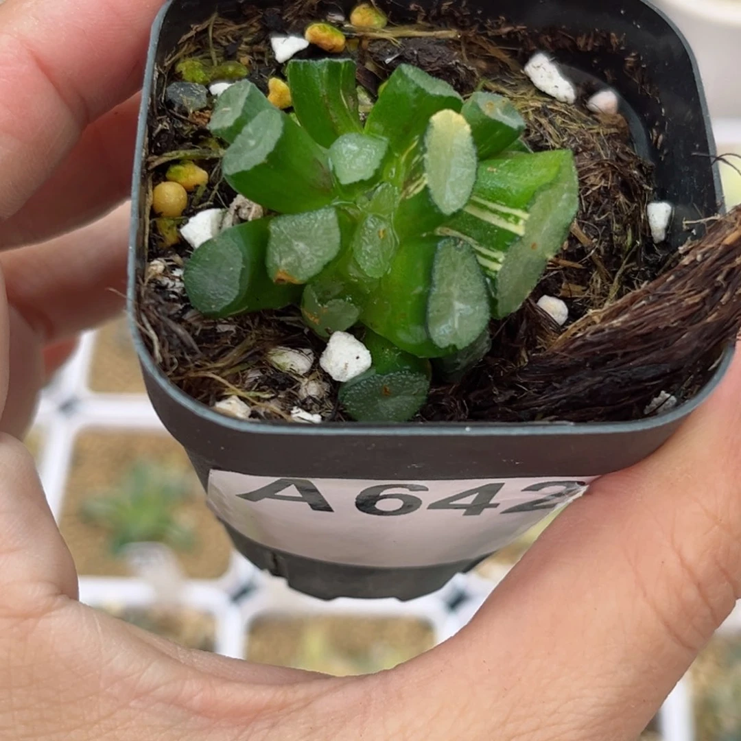 w****y642缀化玉龙万象锦哈哈哈哈哈