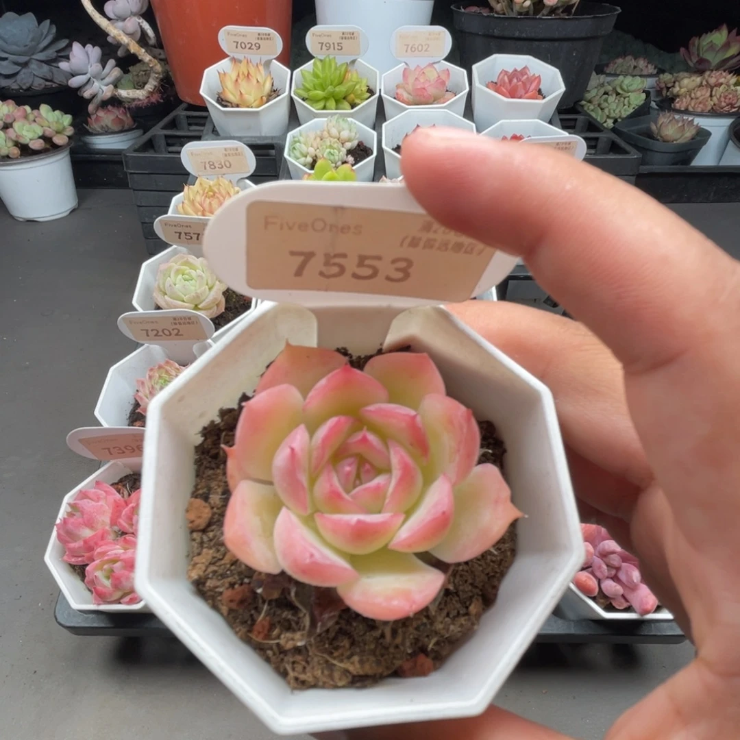 7553侧影  4.5厘米