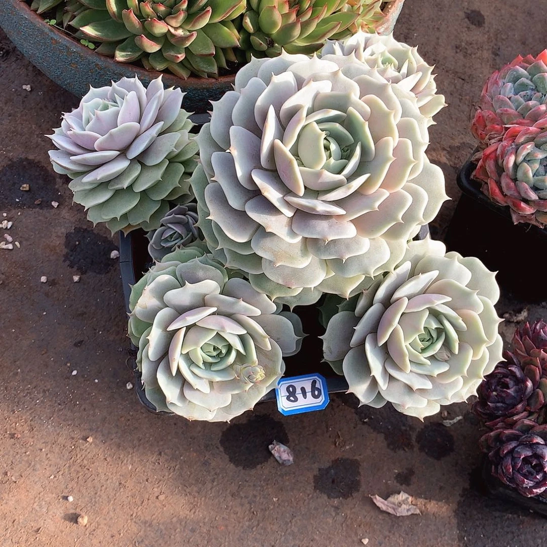 816露娜莲 一物一拍多肉