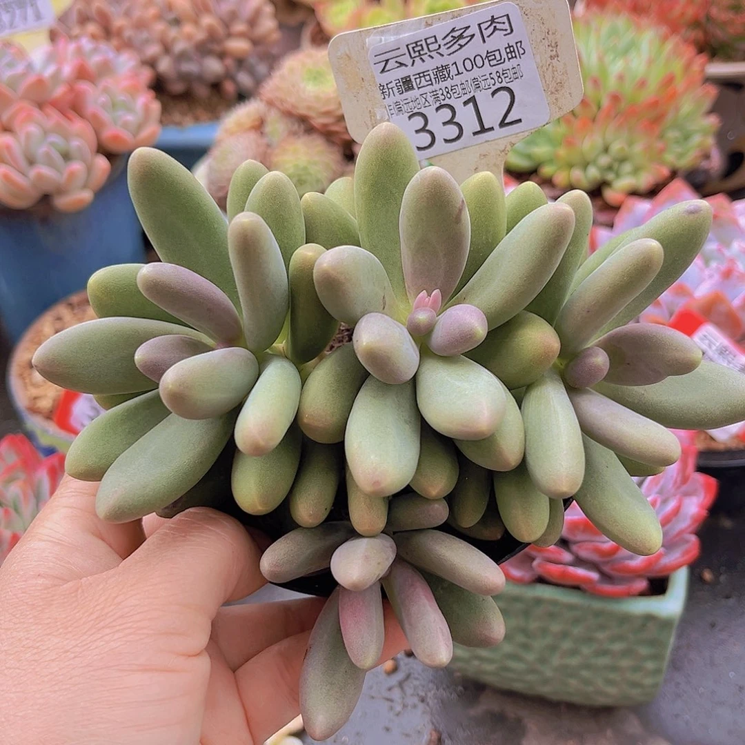 3312糖果美人。