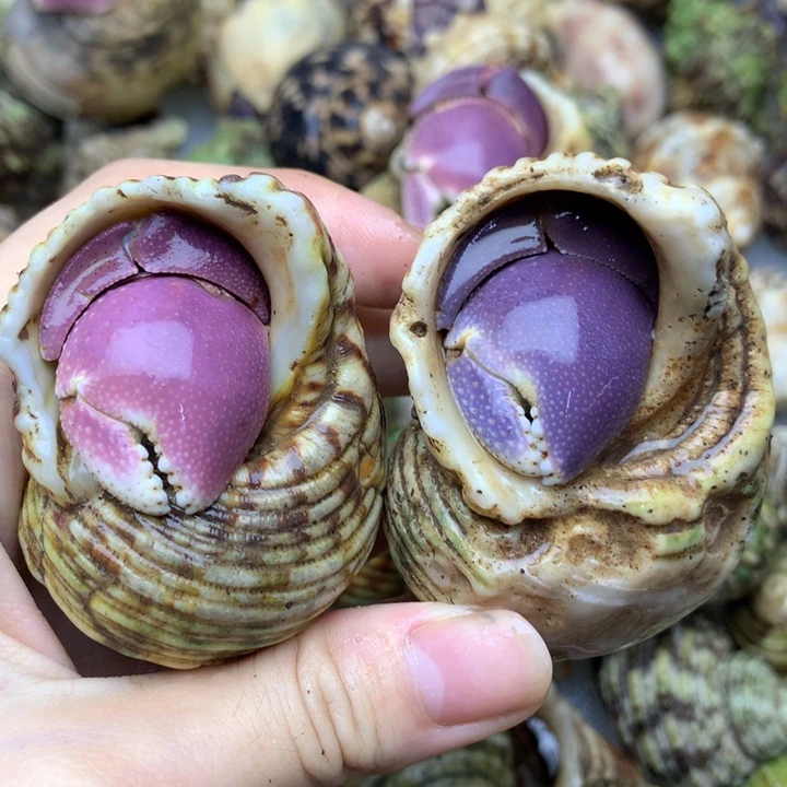 25b双色大短腕两只