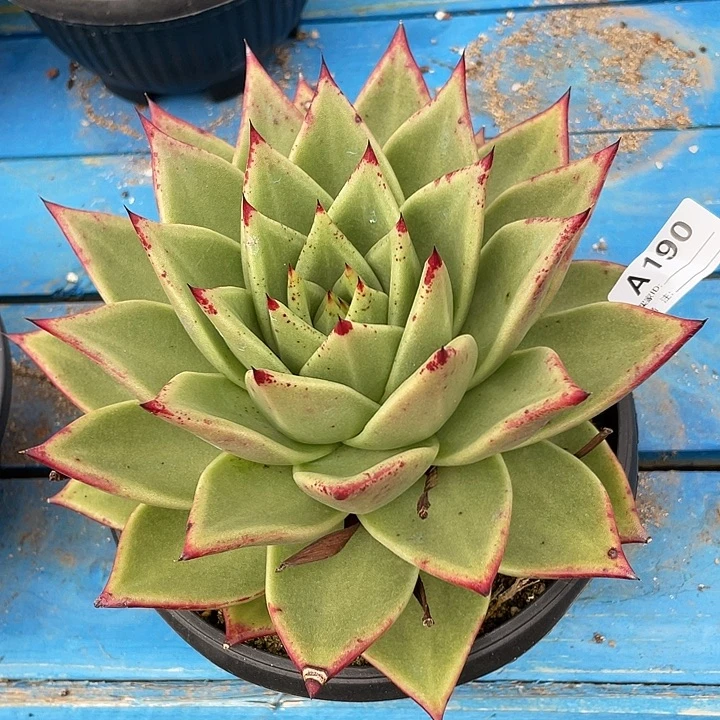 若如东云筐拍A190