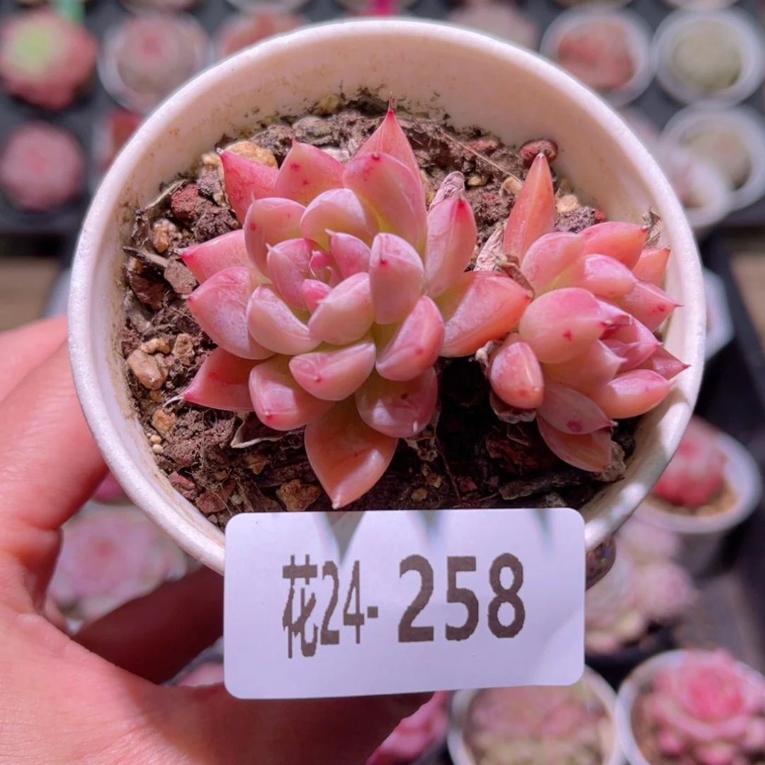 花利美24-258银河系