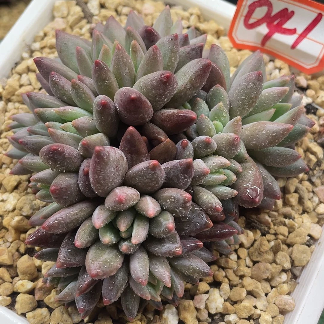 041一物一一拍一拍