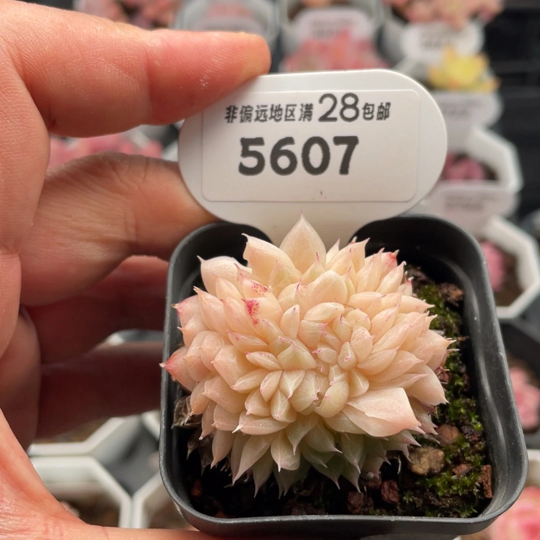 麦秆缀5607-4.5厘米