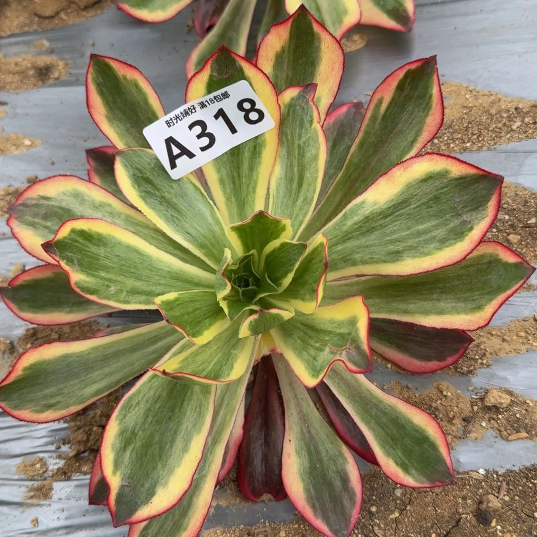 318魅影。多肉植物