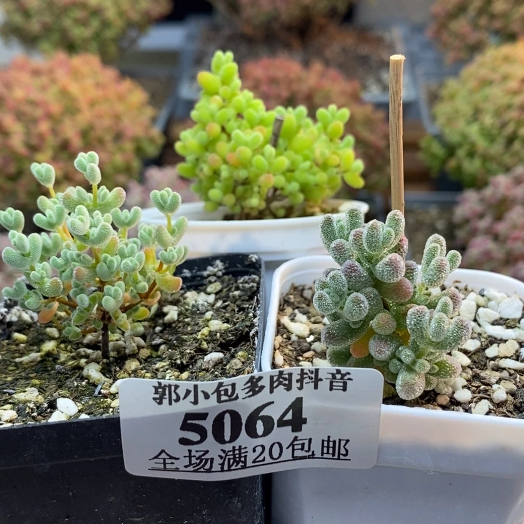 L***Ⅹ组合枝干番杏5064