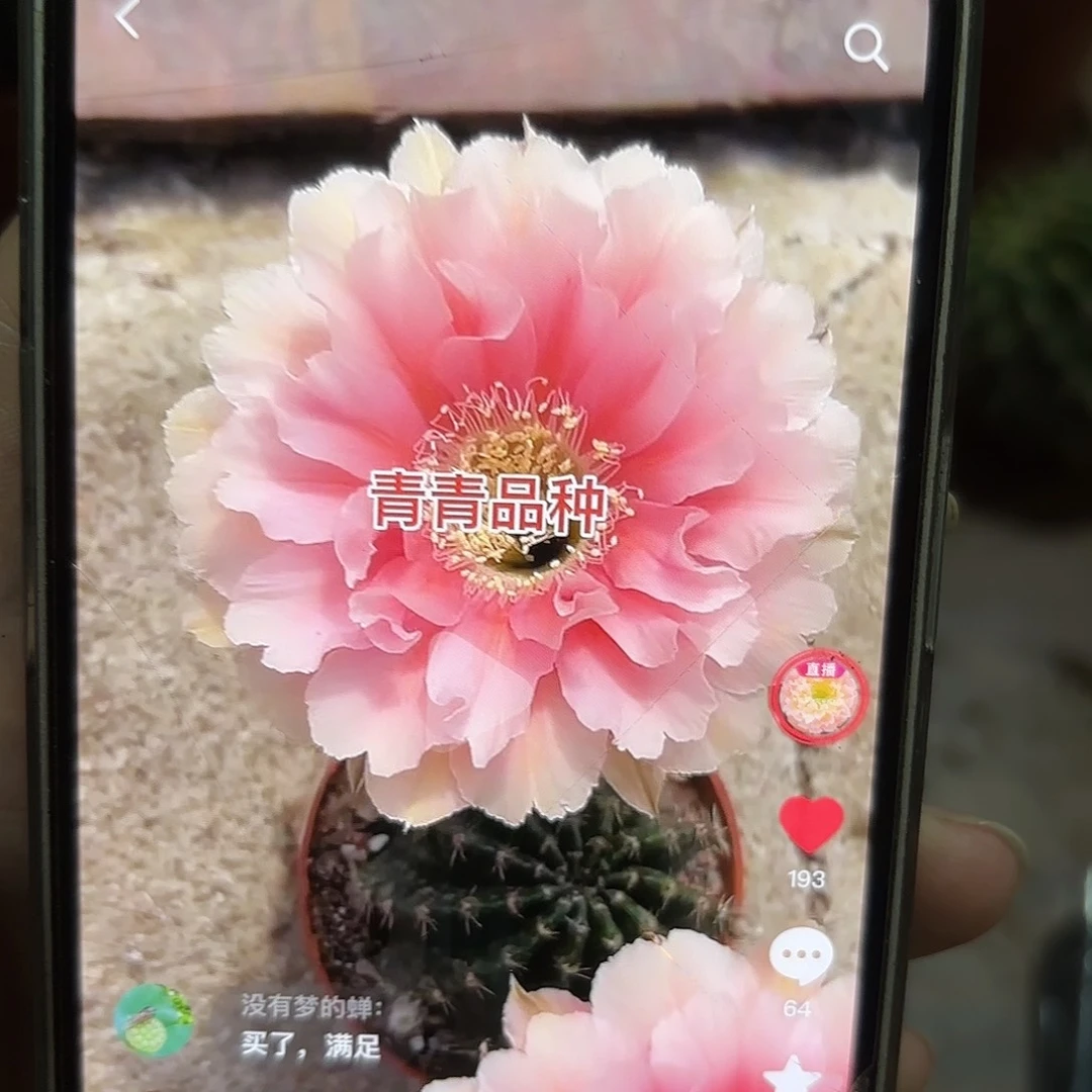 彩草珊瑚7-7.2公分带根