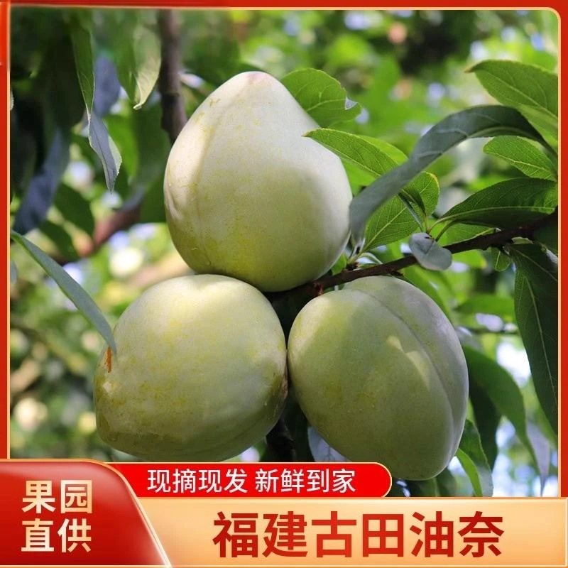 【净重5斤京东/EMS速发】古田油奈黄金奈青奈当季新鲜水果现摘现发