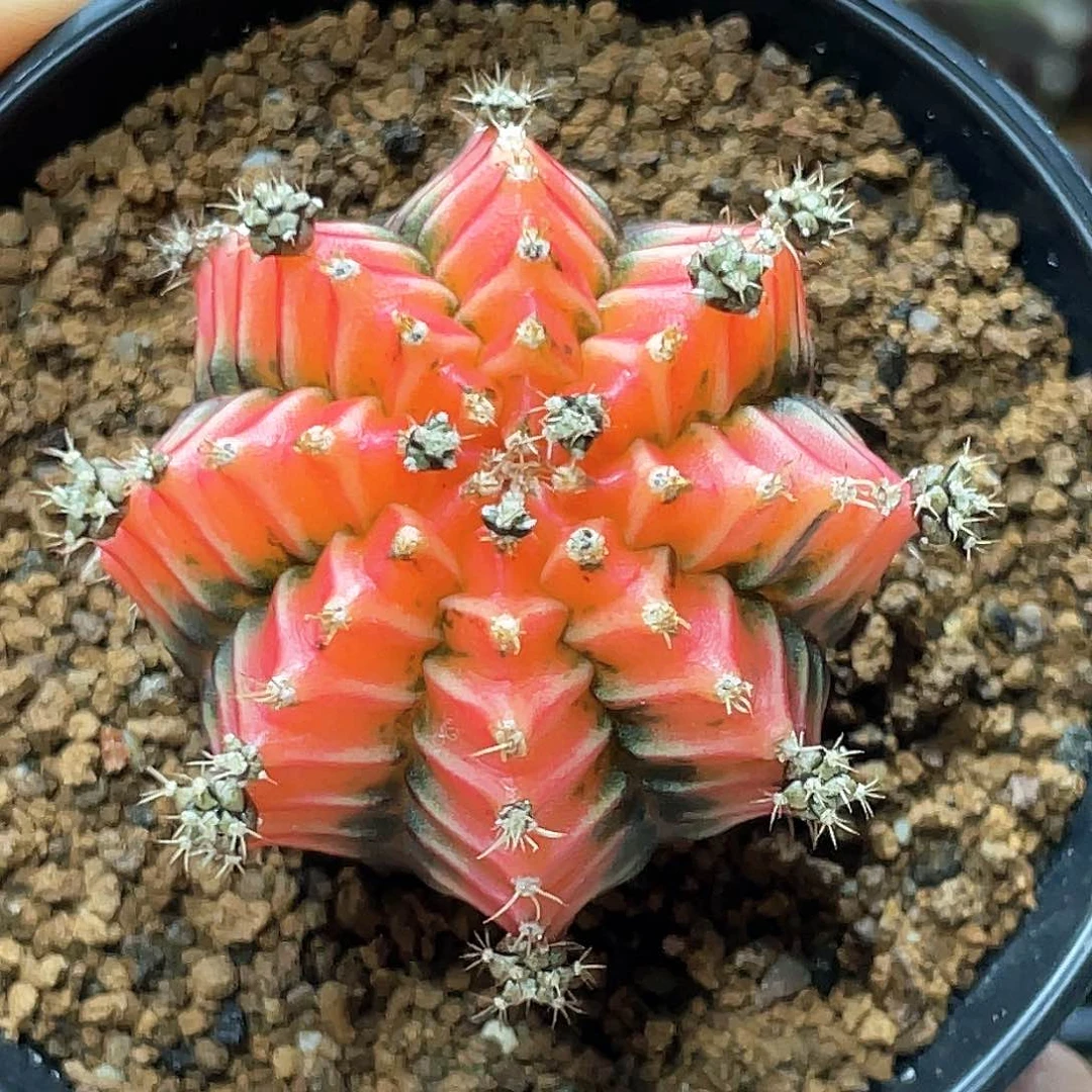 当前无花朵，栽培后可花朵