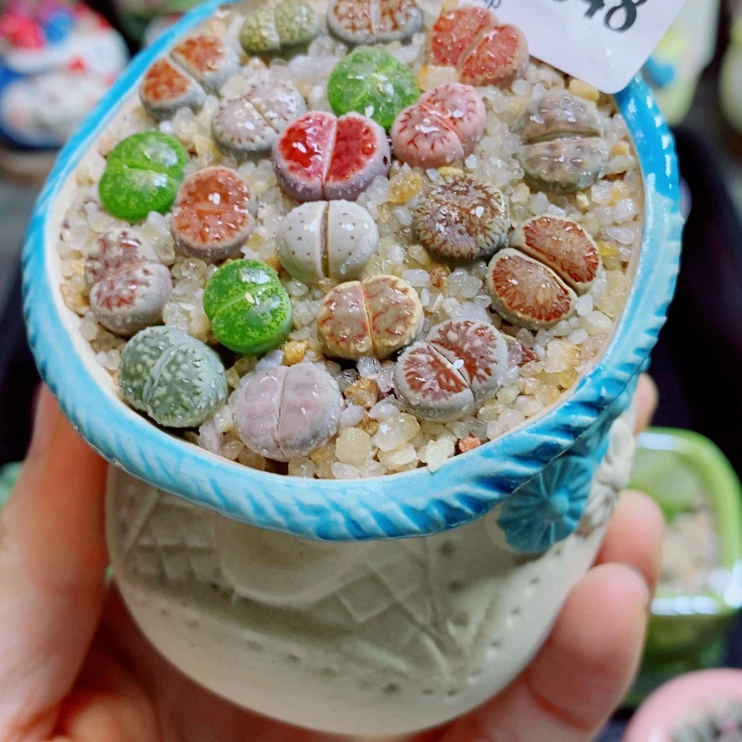 生石花花花花花花花848
