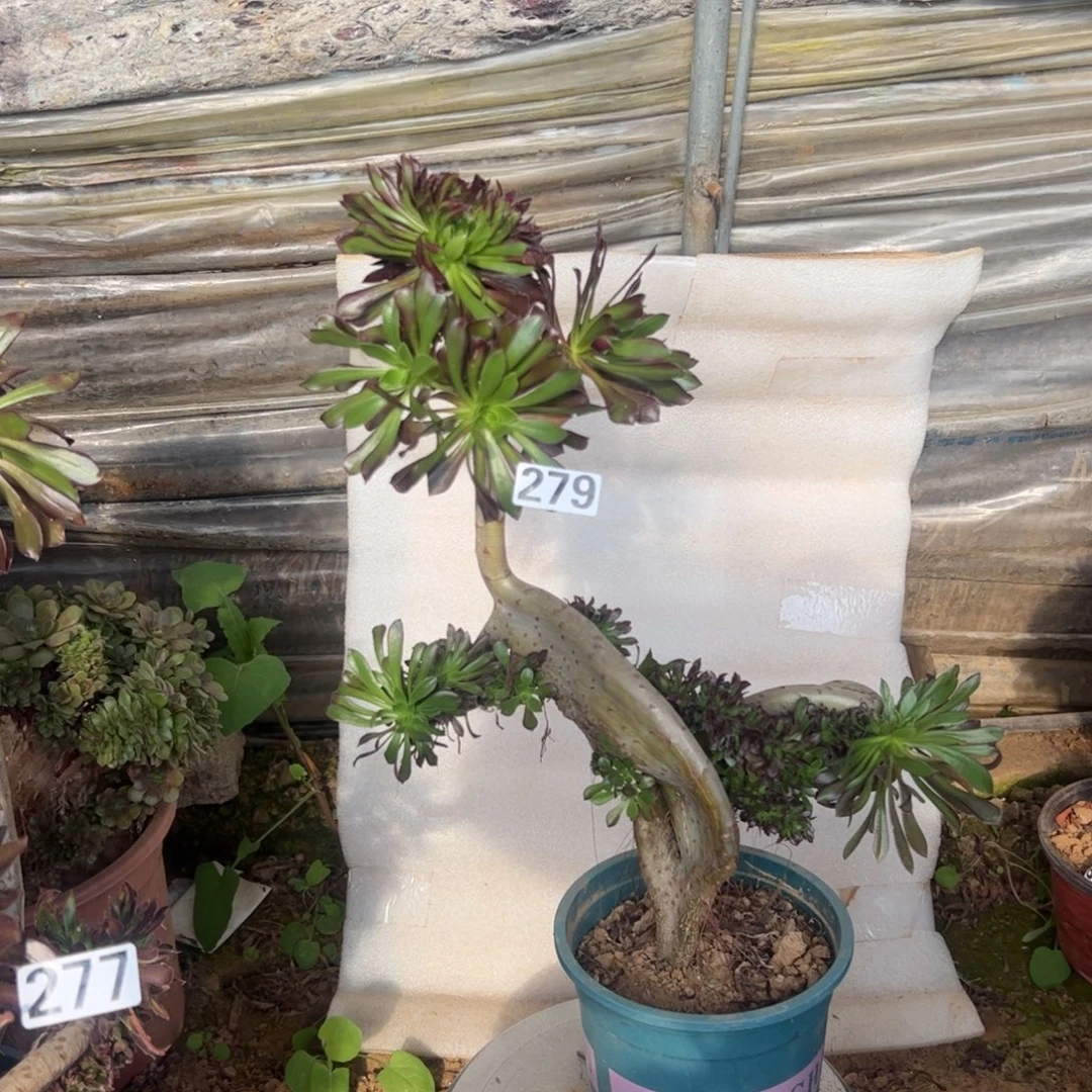 有伤妖翅膀279高度42厘米