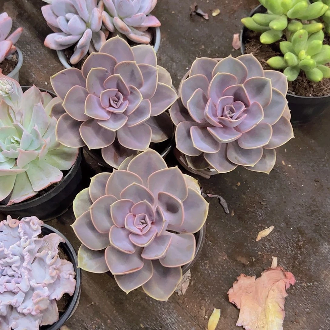 紫珍珠单头三盆老桩