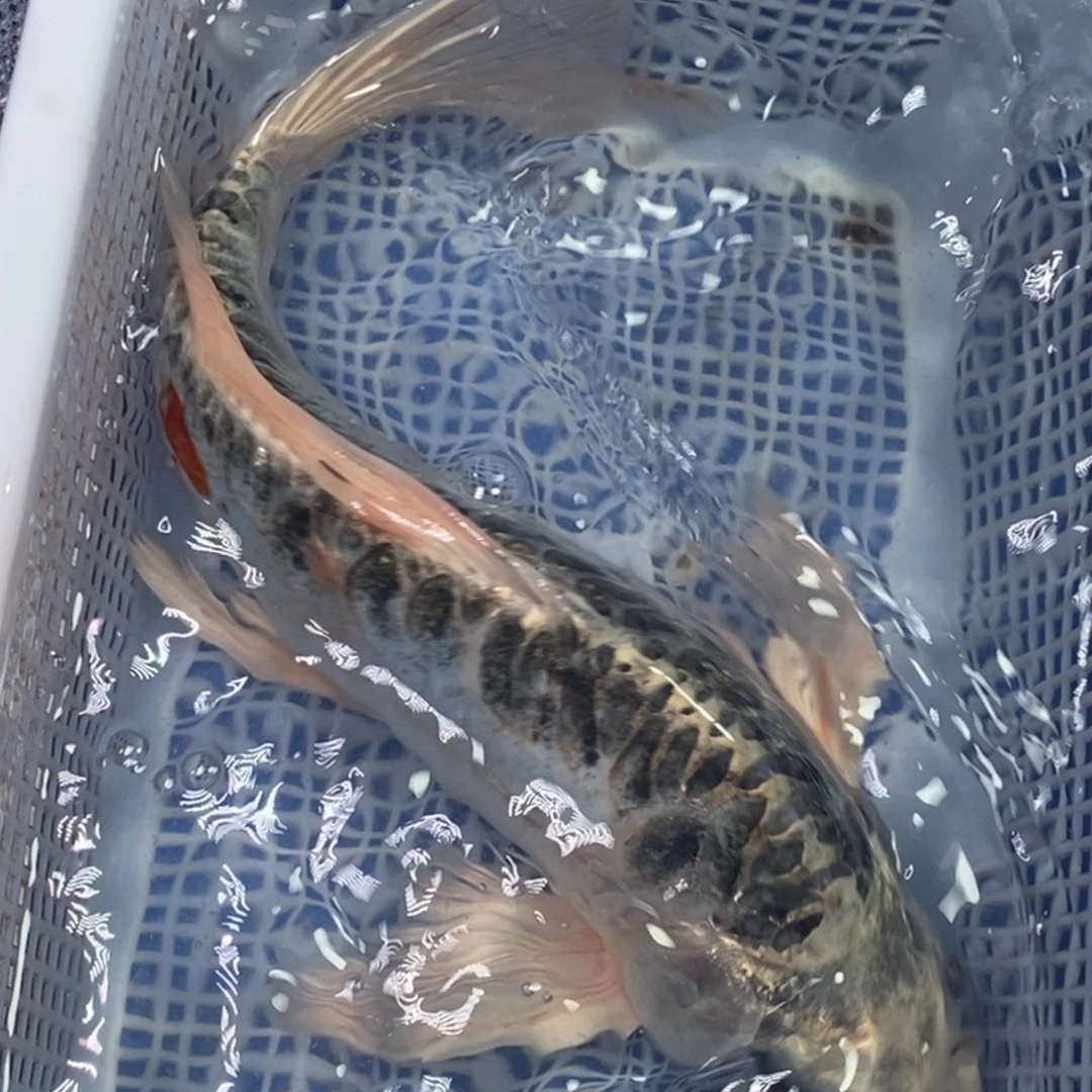 海水鱼冷水锦鲤包邮