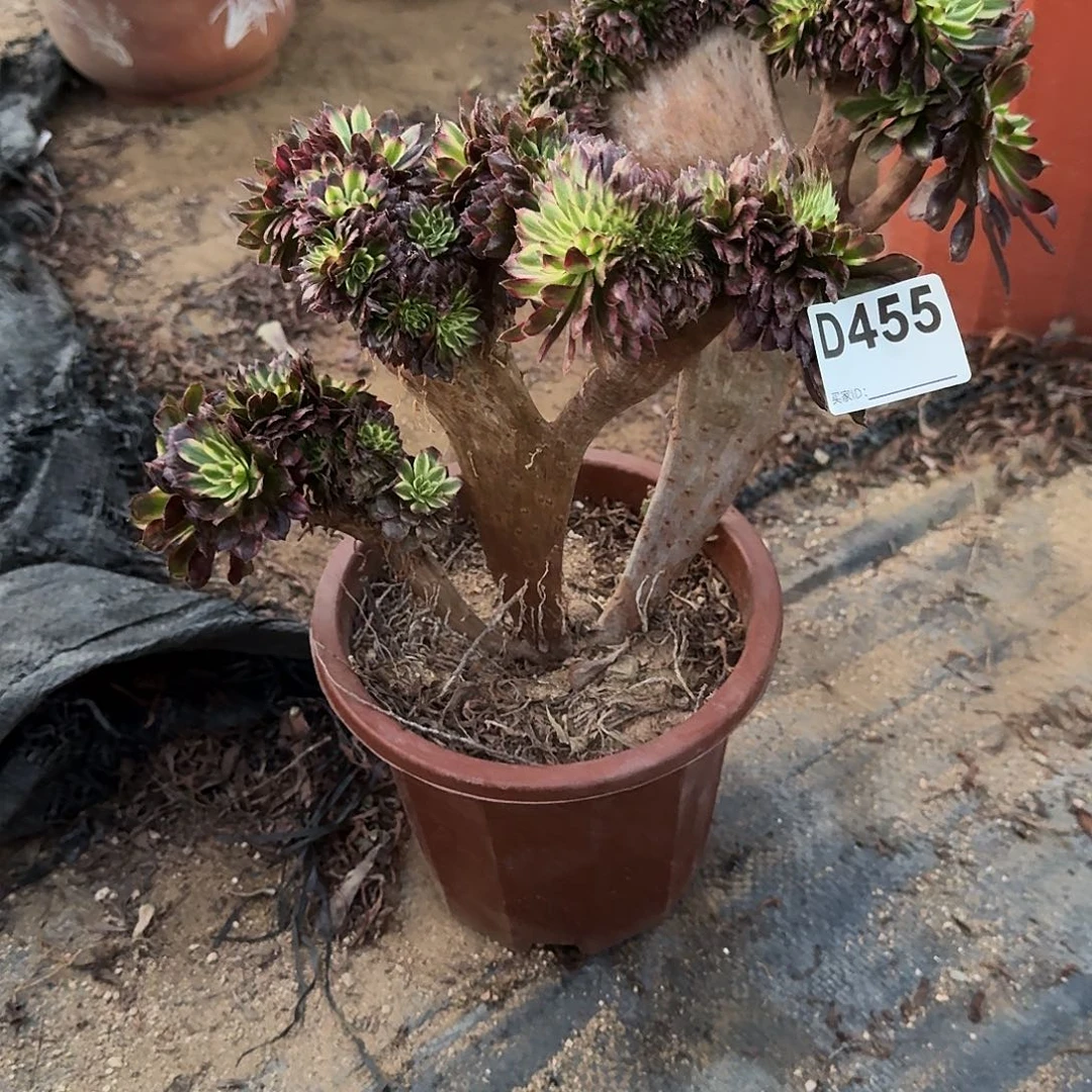 455红腹轮一颗呀呀