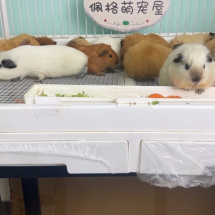 白色英短弟弟128可爱可爱