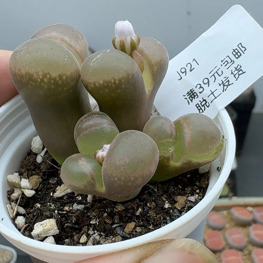 女***烟921多肉哈哈哈哈哈哈