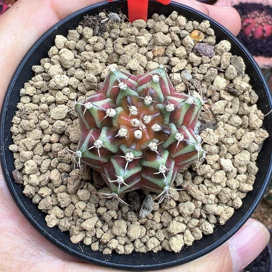 星*151-米哈仙人球带盆土发货3.1厘米