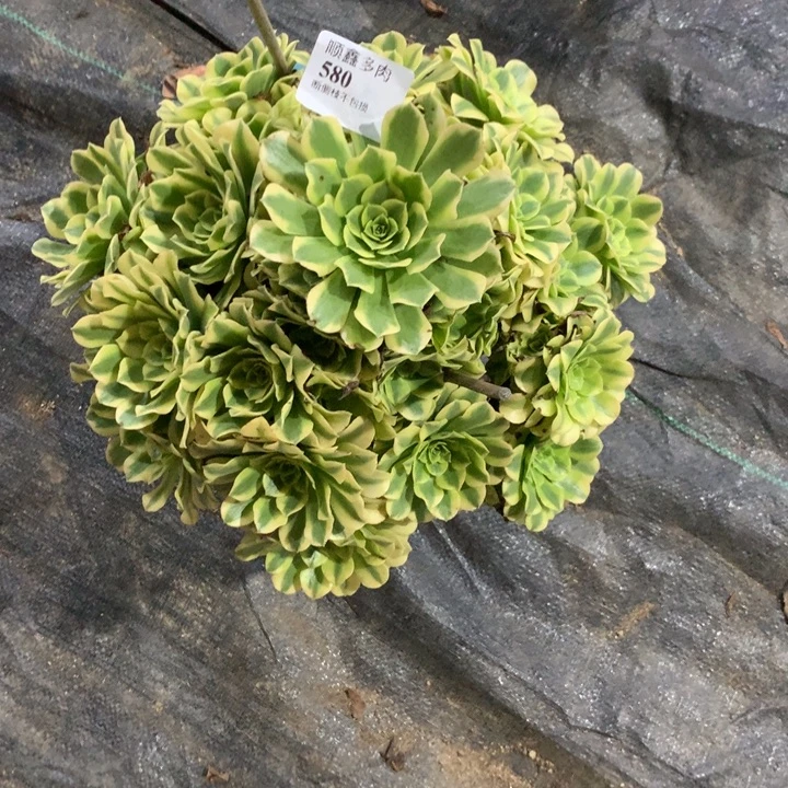 580绿豆沙多肉植物特价