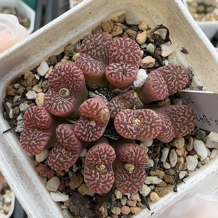 11.14。福利鸟哈尼。5032